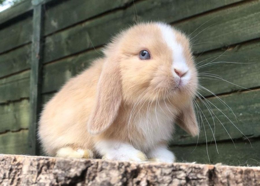 Coelhos anões orelhudos + gaiola nova + alimentação adequada