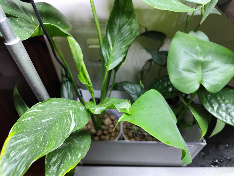 Hydroponika,akwaponika