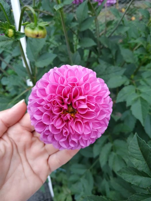 Жоржина фіолетова