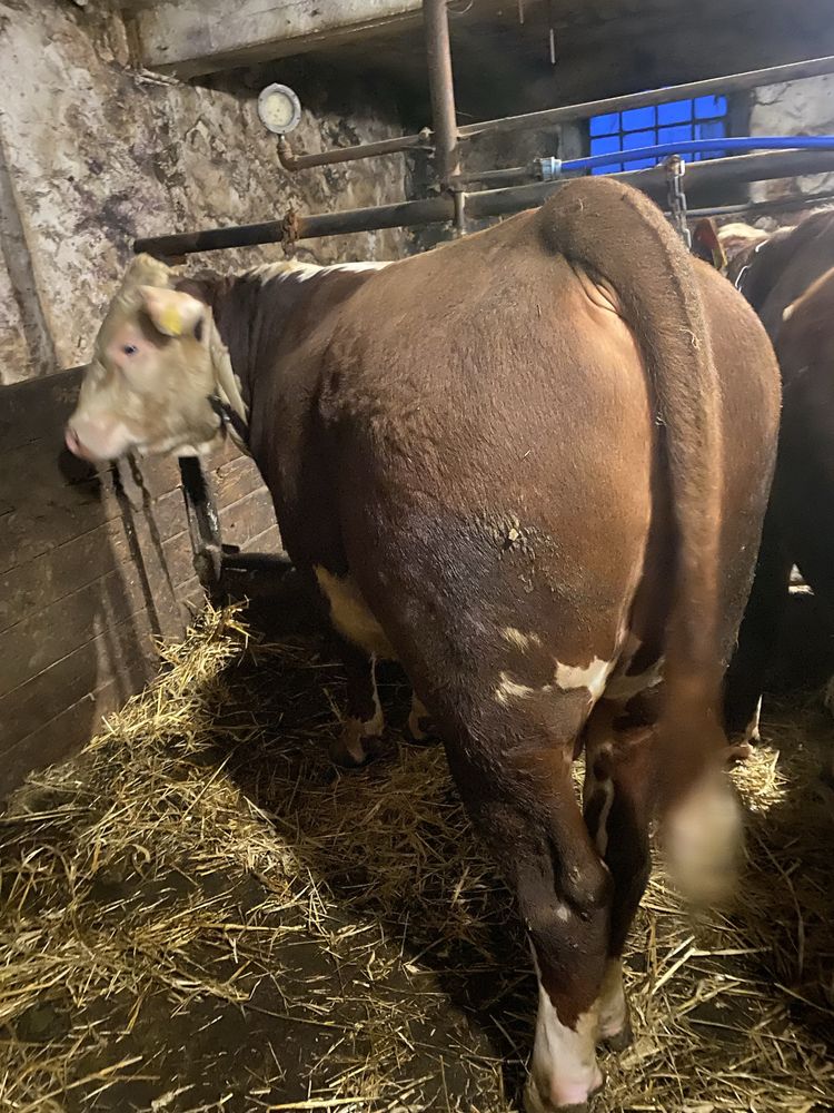Byki 100% hereford