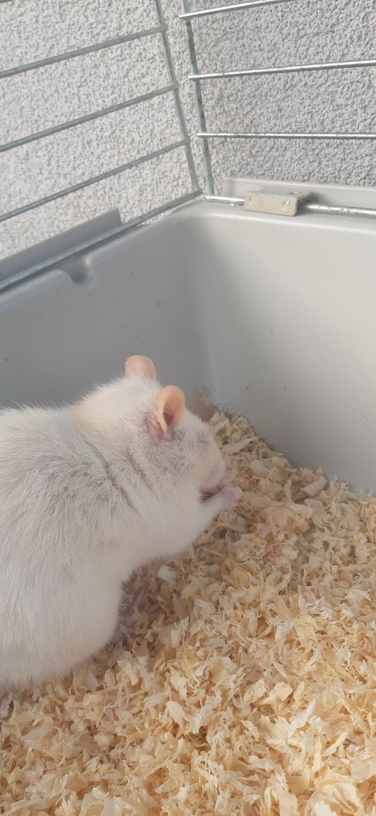 Szczur domowy albinos