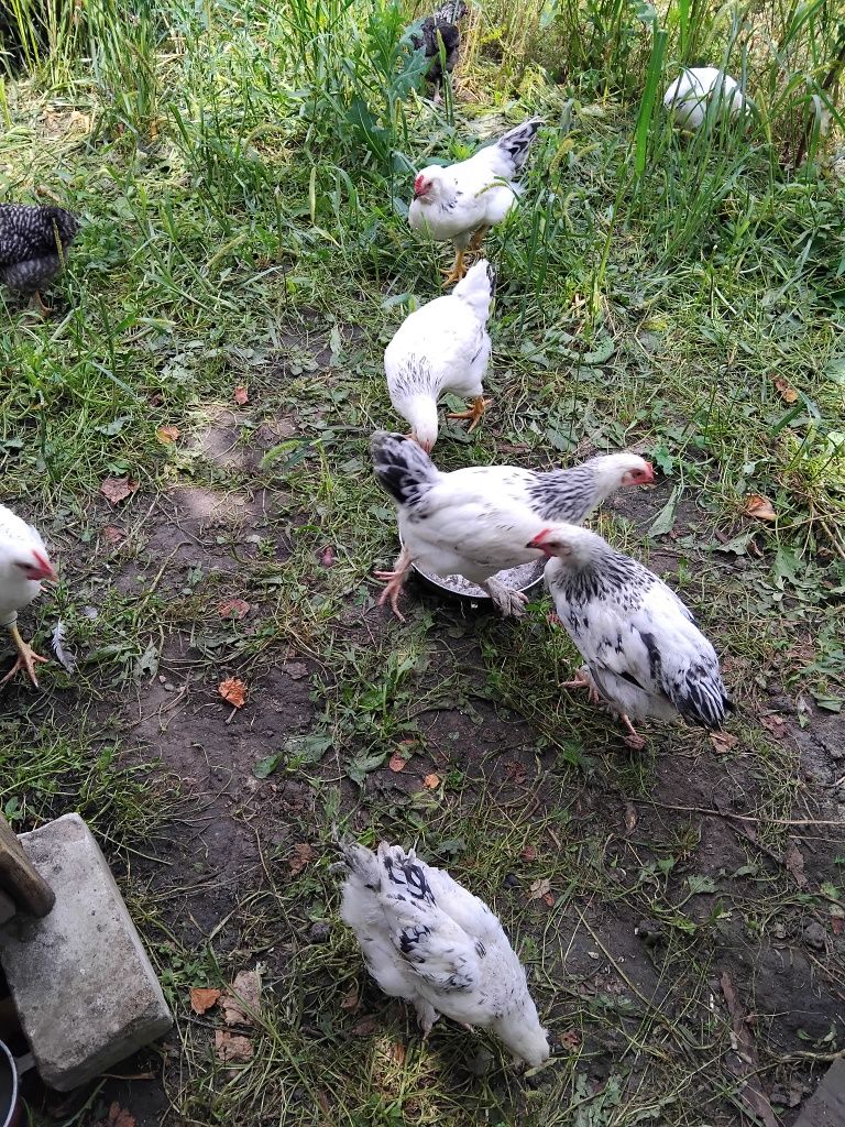 Продам Подрощенных   курочек