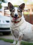 Radzia, pies w typie Corgi szuka domu!