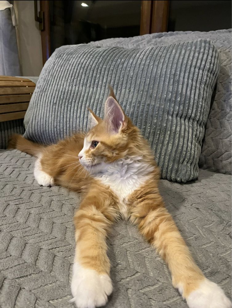 kocurek maine coon