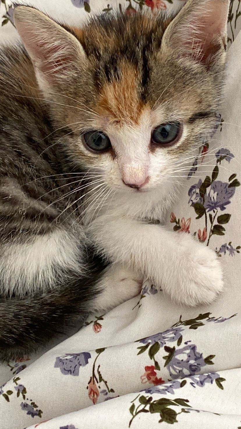 Estamos a doar esta gatinha bebe bebe