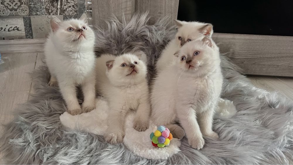 Шотландські котики