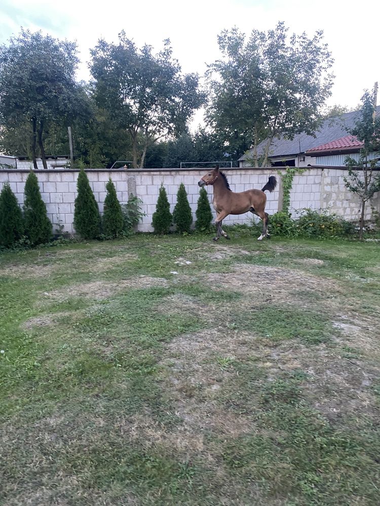 Żrebak  malopolak 7 miesięcy