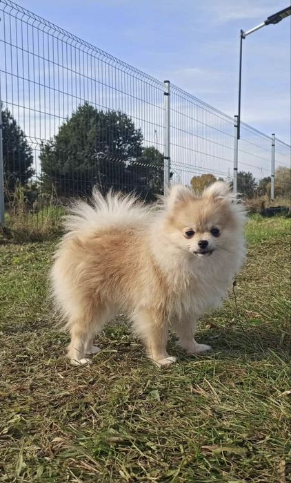 Carmen szpic pomeranian