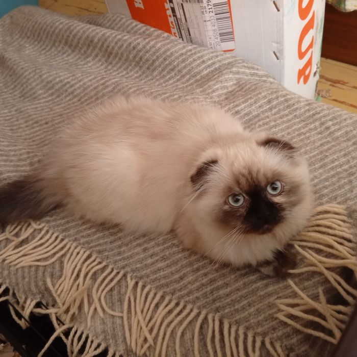 Кошеня шотландська  висловуха