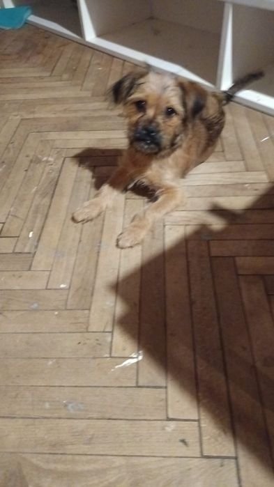 Oddam szczeniaka suczkę