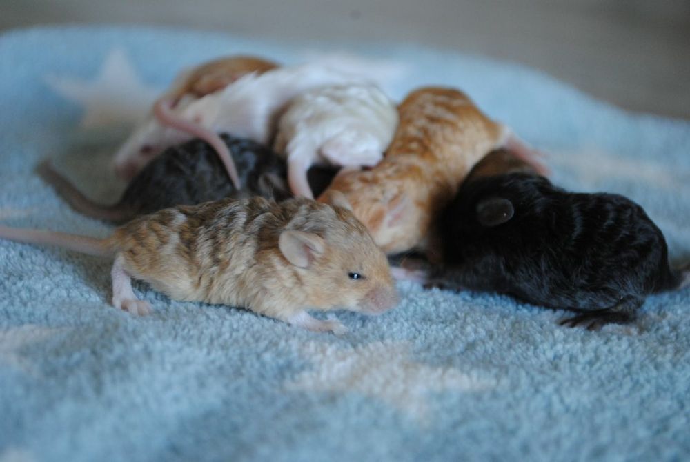 Сатиновые мышки, длинношерстные кучерявые мыши