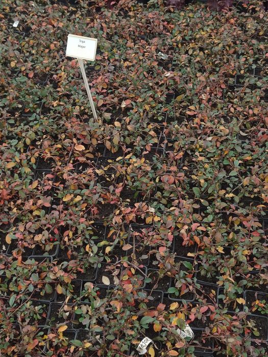 Irga płożąca niska Major zbocza skarpy producent Osiny 49A Kępno