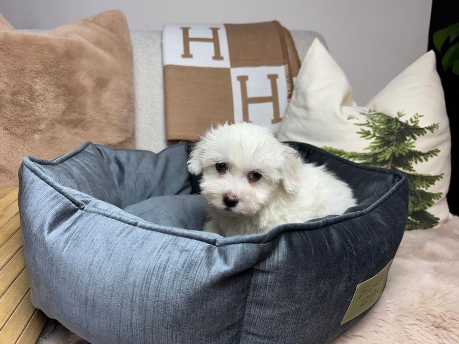 maltanczyk szczeniak