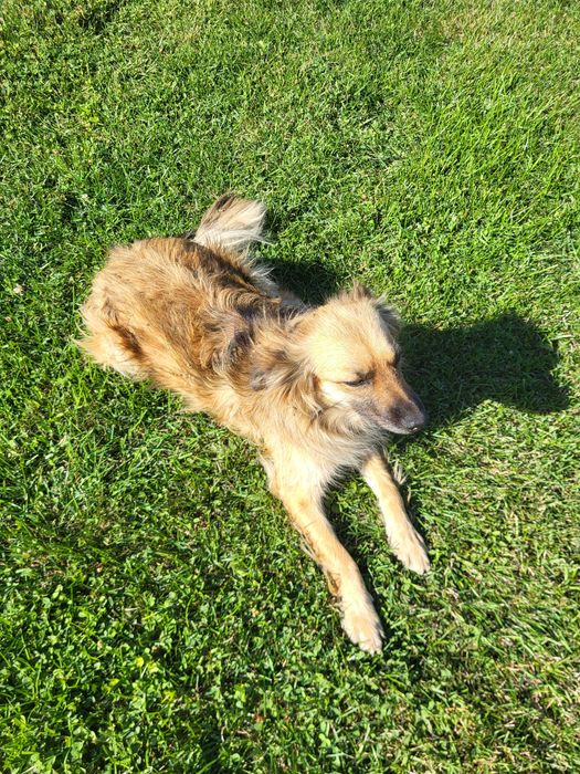 Віддамо двох стерилізованих дівчаток