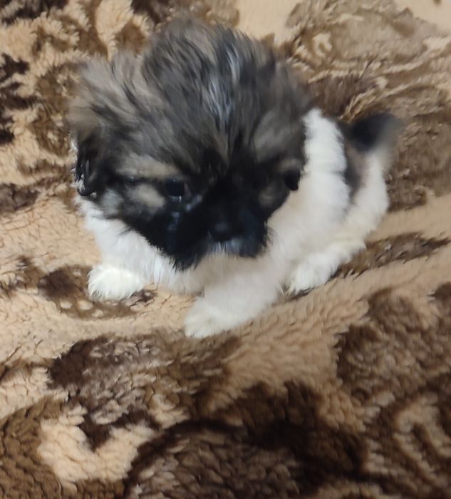 Piesek shihtzu tricolor