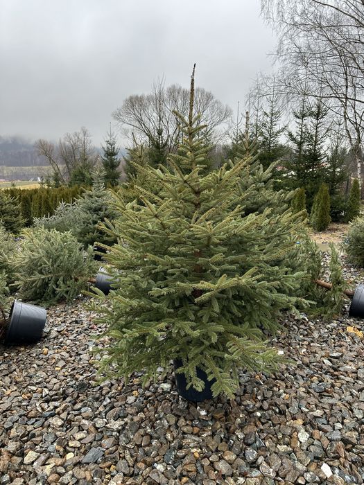Świerk srebrny ogordzenie żywopłot sadzenie transport