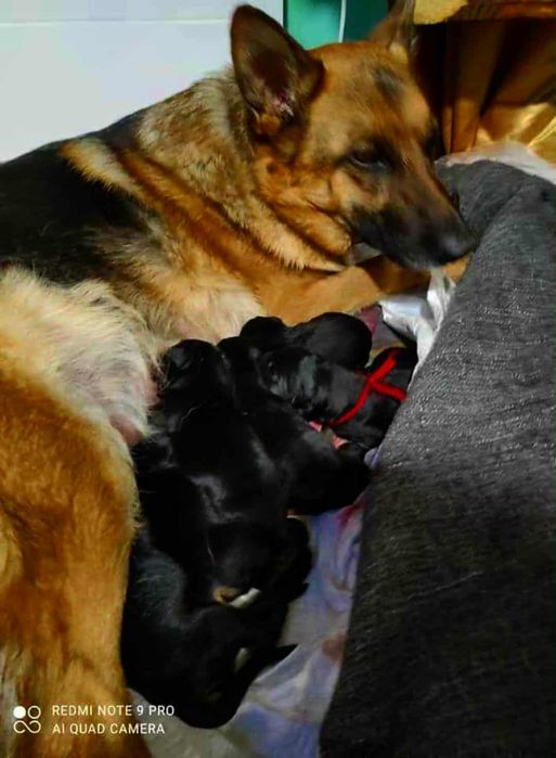 Цуценя німецької вівчарки