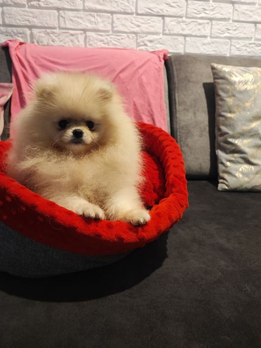Pomeranian suczka kremowa