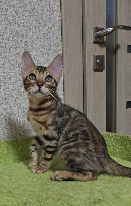 Бенгальскі кошенята