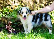 Owczarek australijski blue merle z ogonkiem po championach