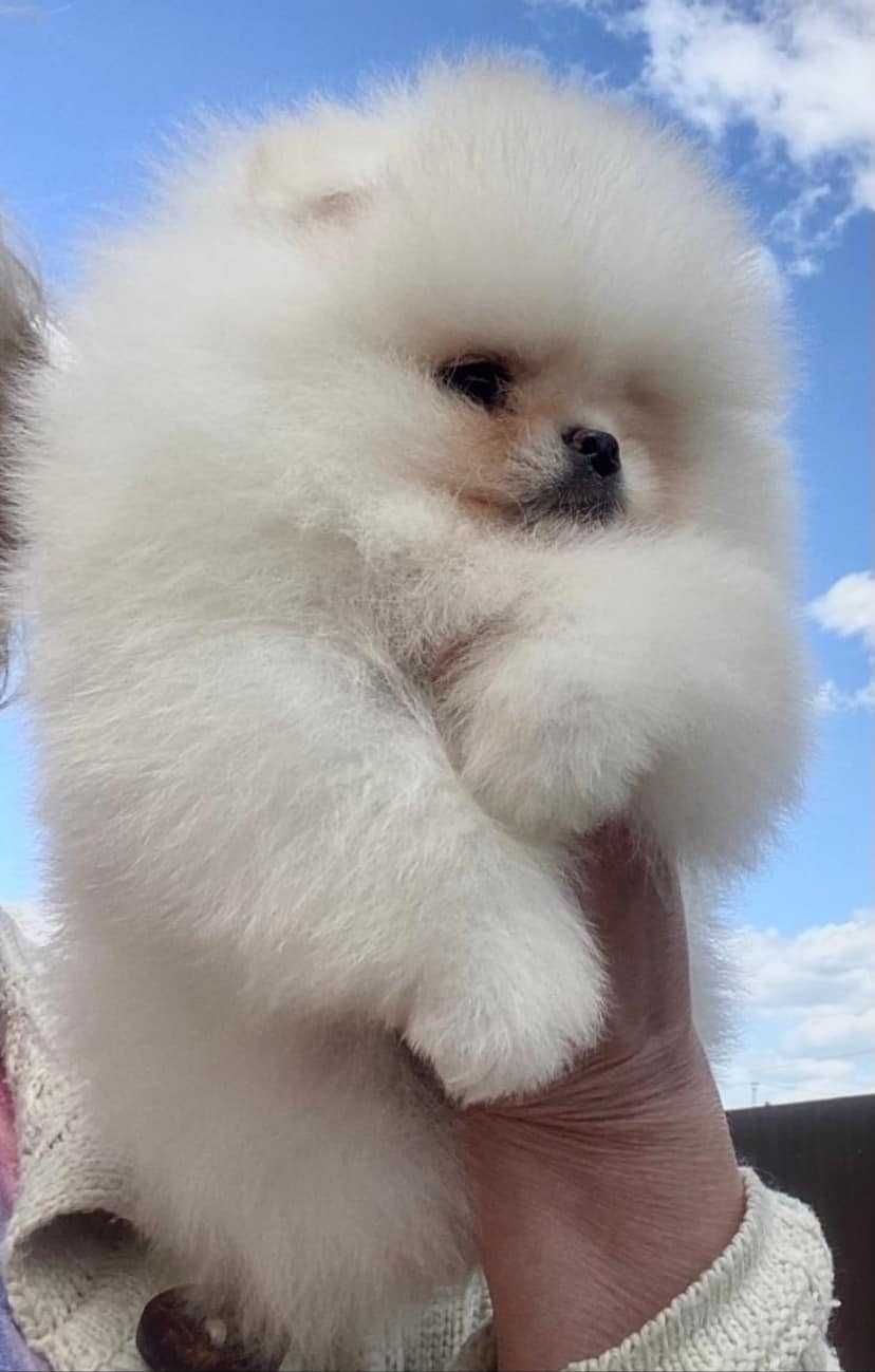 Spitz Alemão Anão MACHO