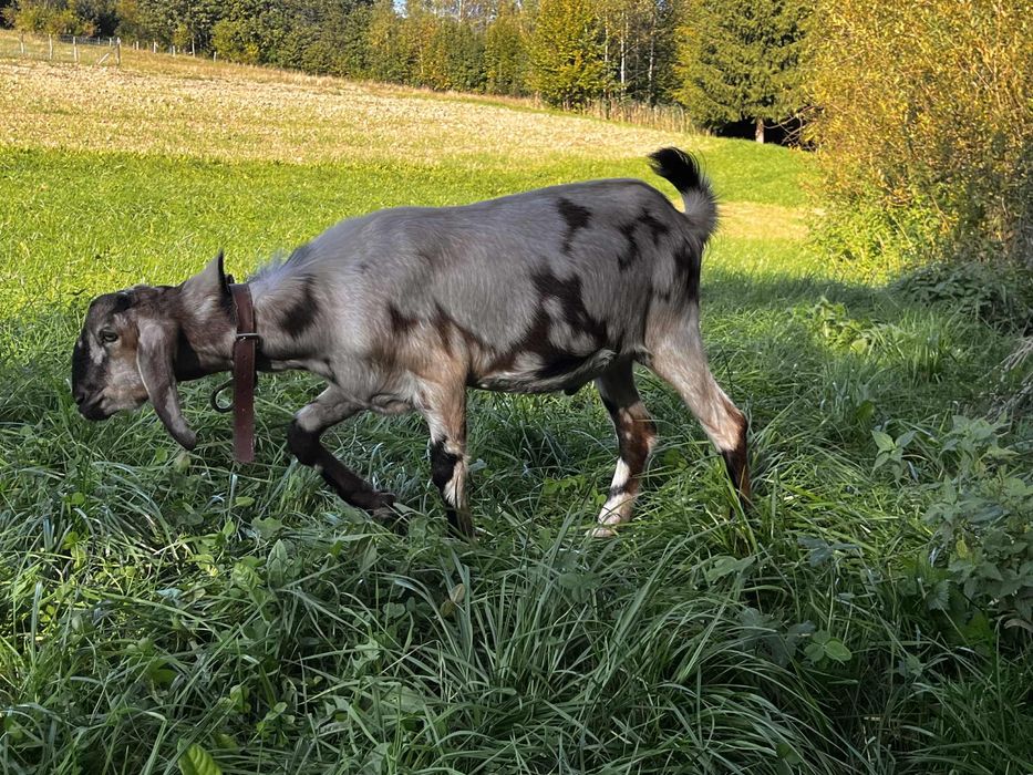 Koziołek anglonubijski