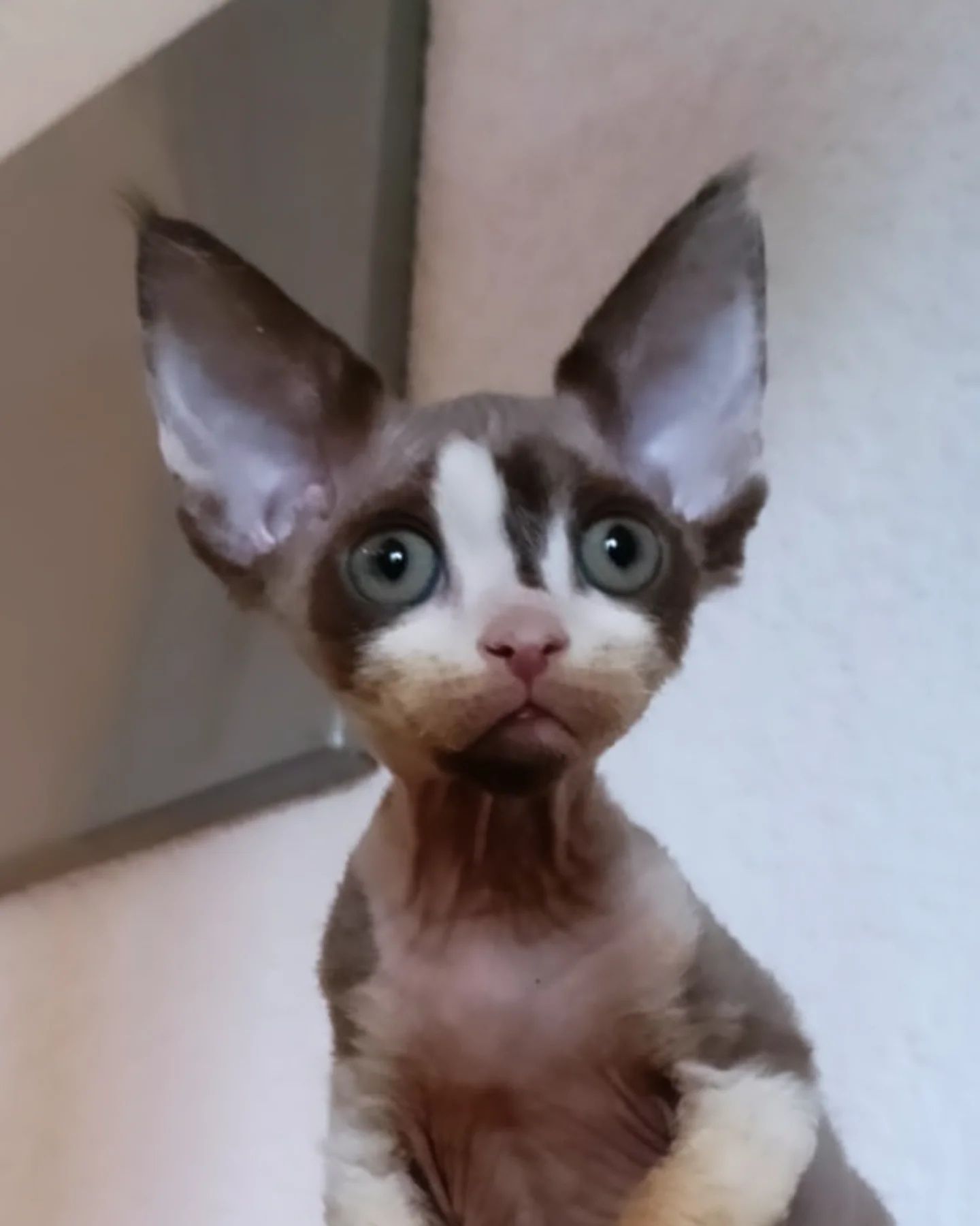 Kocurek Devon Rex