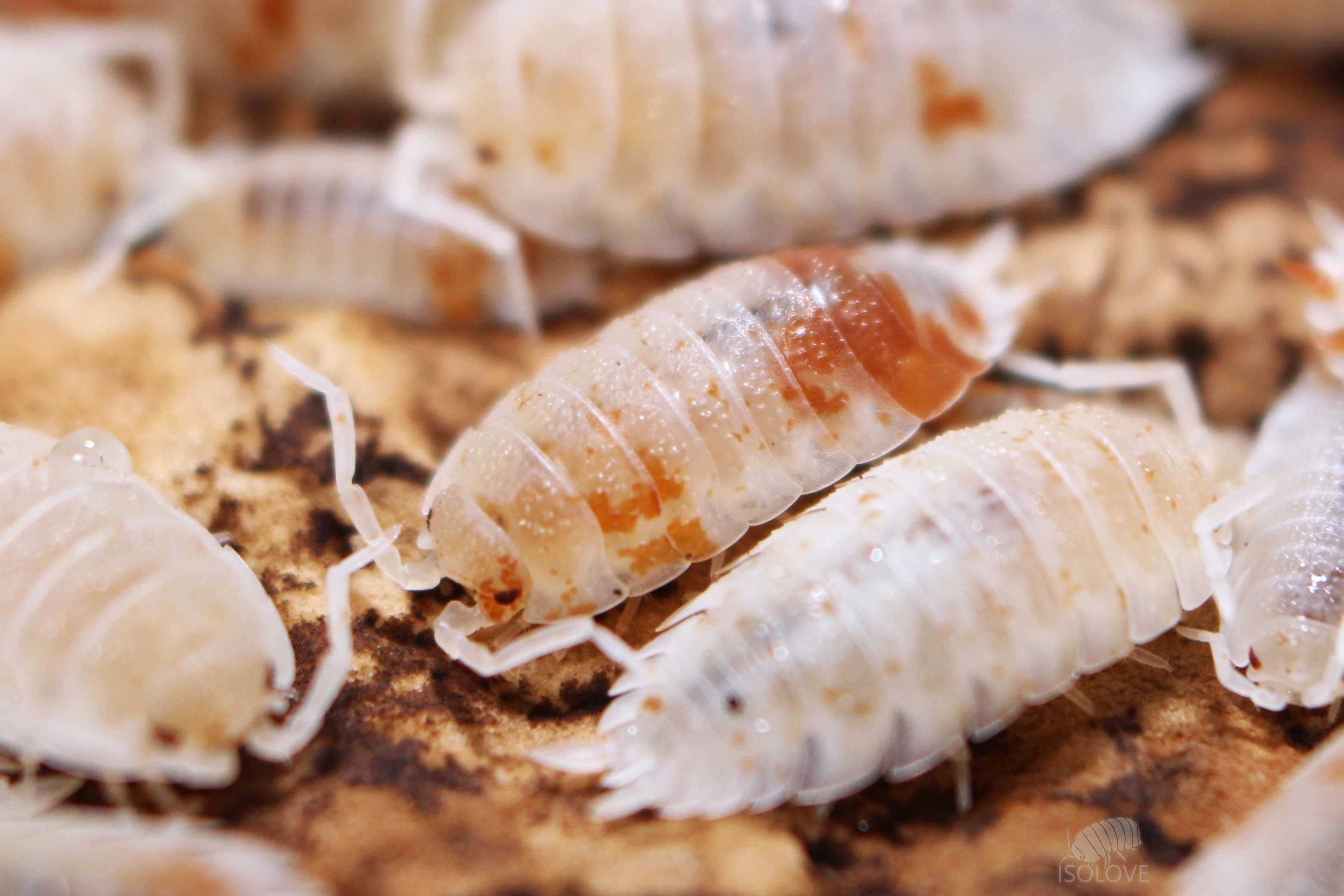 Porcellio scaber "orange dalmatian", jedyna czysta populacja w Polsce