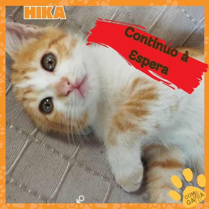 Hika e Marvão, para adoção
