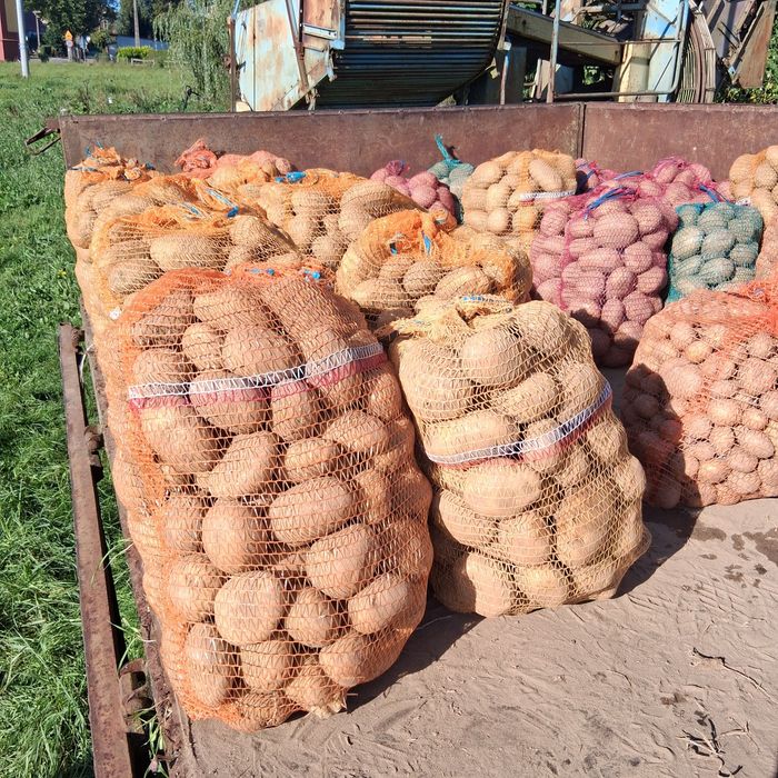 Ziemniaki bardzo smaczne i zdrowe DOWÓZ GRATIS