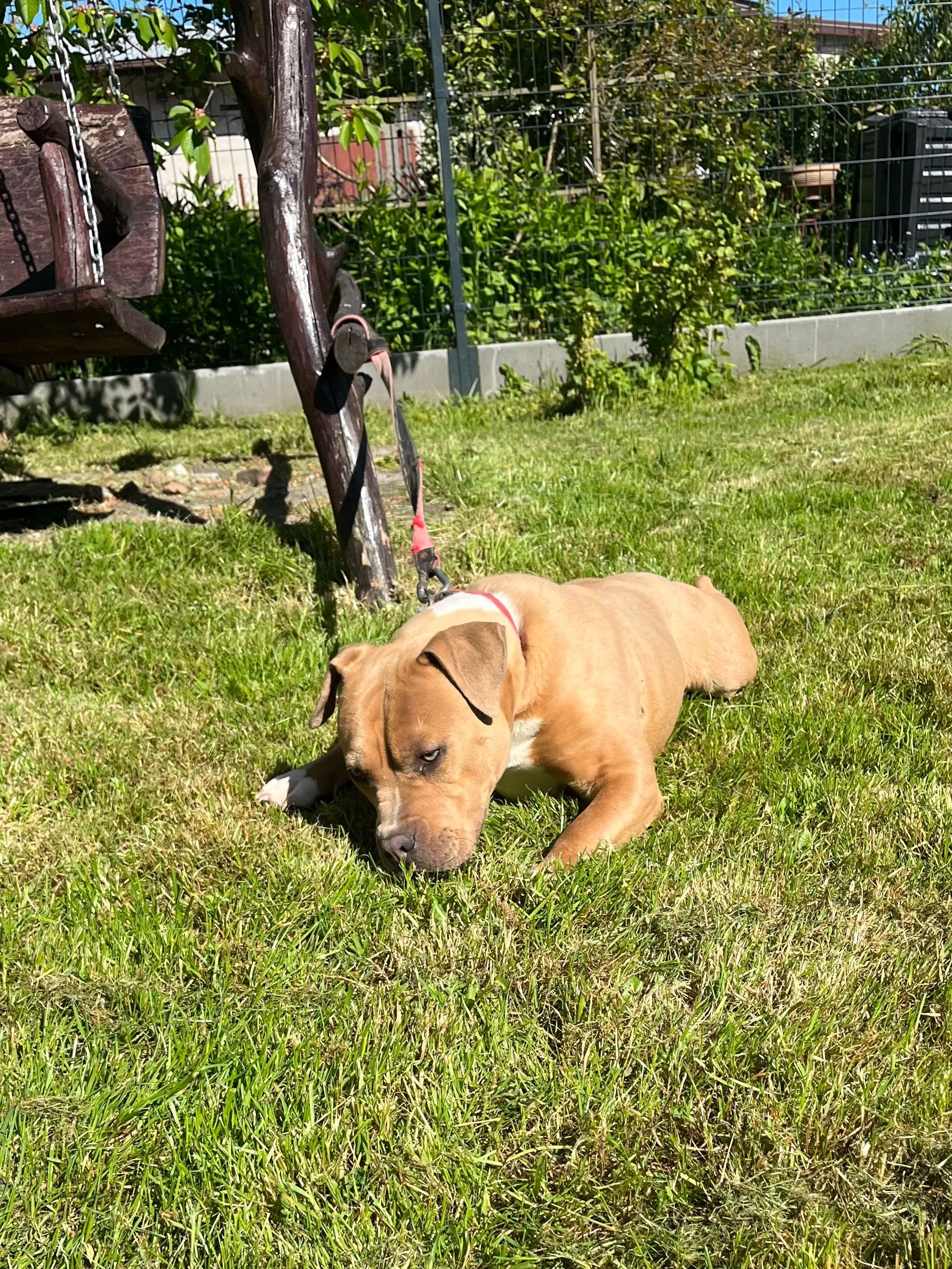 Amstaff American Staffordshire Terrier