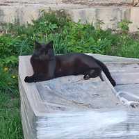 Чорний кіт красень  шляхетний