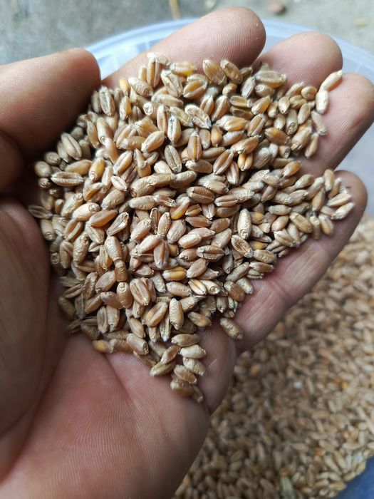 Pszenica przewódkowa/jara