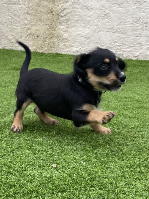 Cachorrinho para adoção gratuita