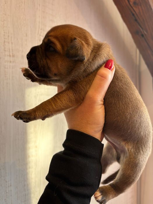 Staffik Staffordshire Bull Terrier