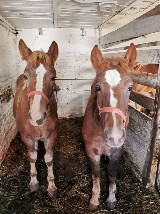 Źrebaki zimnokrwiste