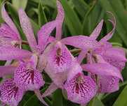 Орхидея каттлея, Cattleya Maikai Mayumi