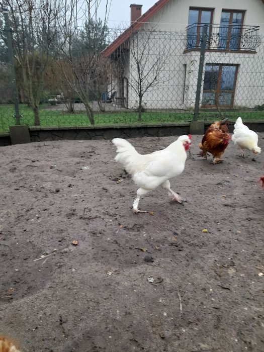 Koguty młode wiosenne