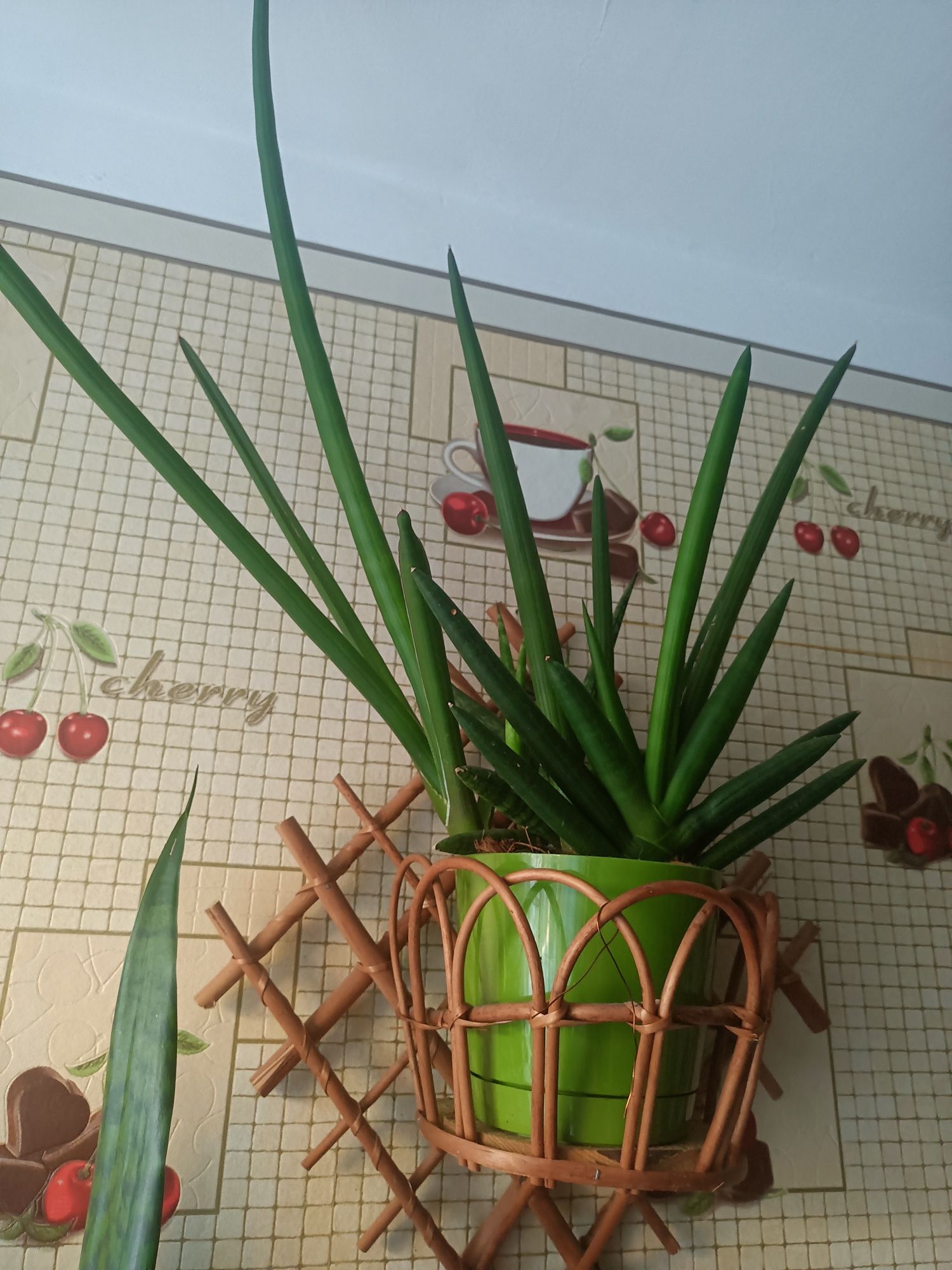 Sansewieria Masoniania Victoria i nie tylko