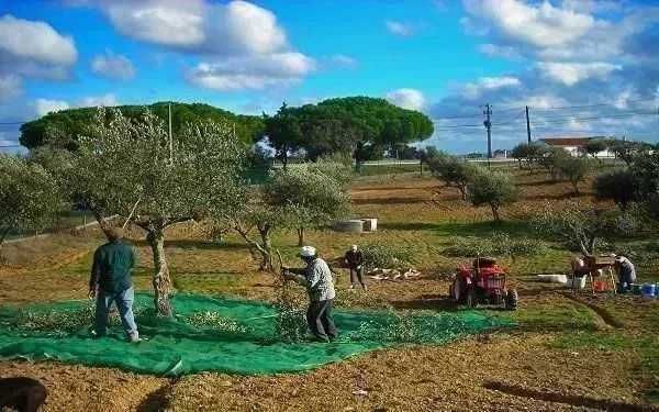 Toldo / Rede / Pano Apanha da Azeitona, Amêndoa, Castanha - NOVOS