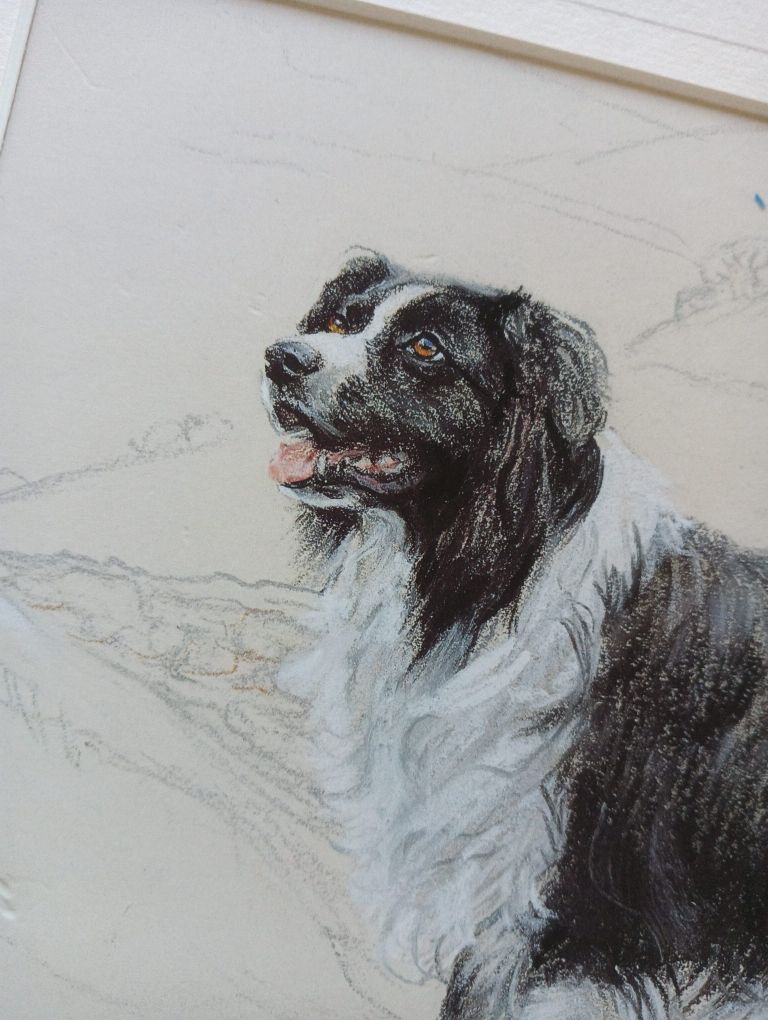 Border collie piękny sygnowany portret pastele