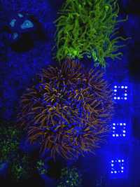 Euphyllia glabrescens New York akwarium morskie LPS korale