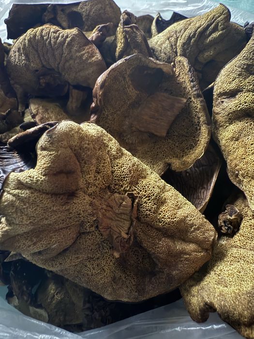 Podgrzybek suszony tegoroczny