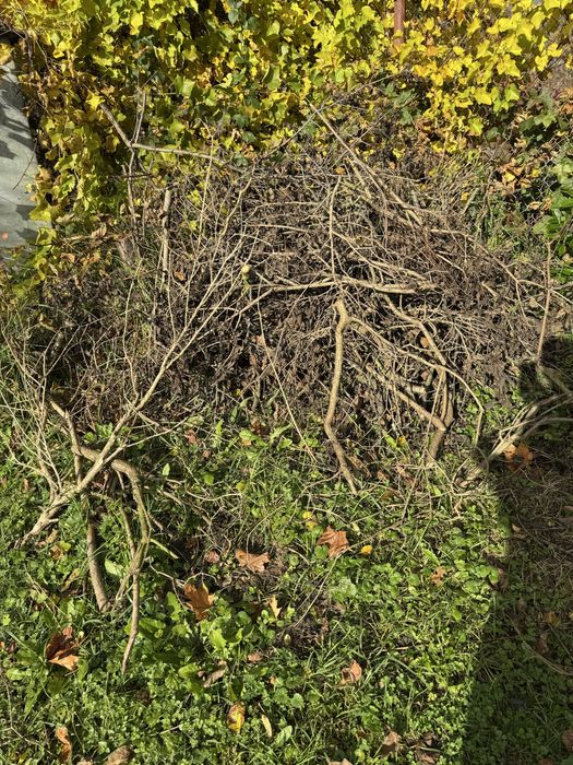 Oddam gałezie drzewo z dzialki