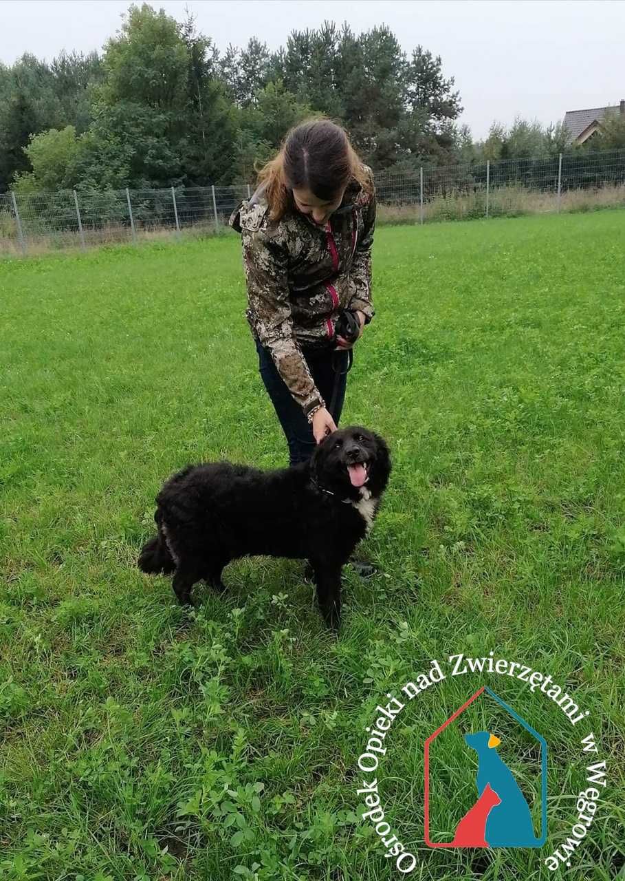 IWO  ładny fajny piesek  szuka domu!