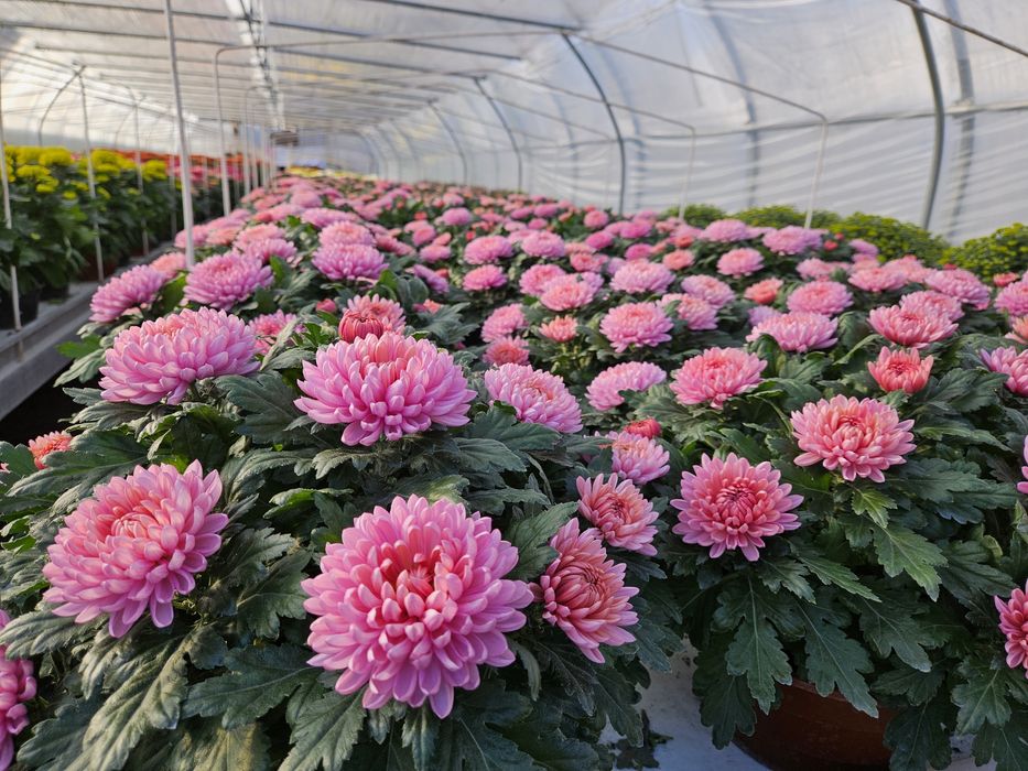 Chryzantemy mazowieckie