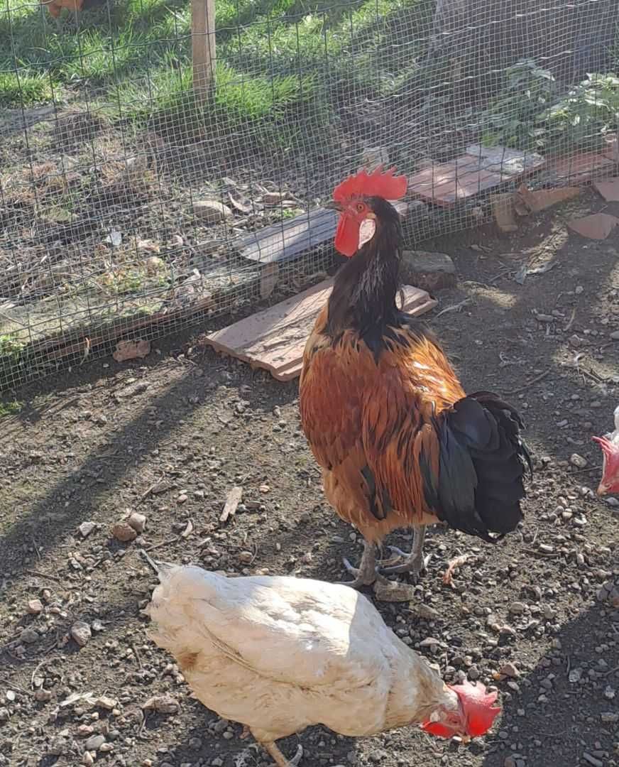 Sprzedam liliputy i voewerki