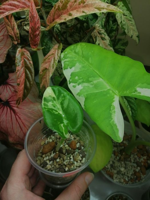 Алоказия зебрина вар