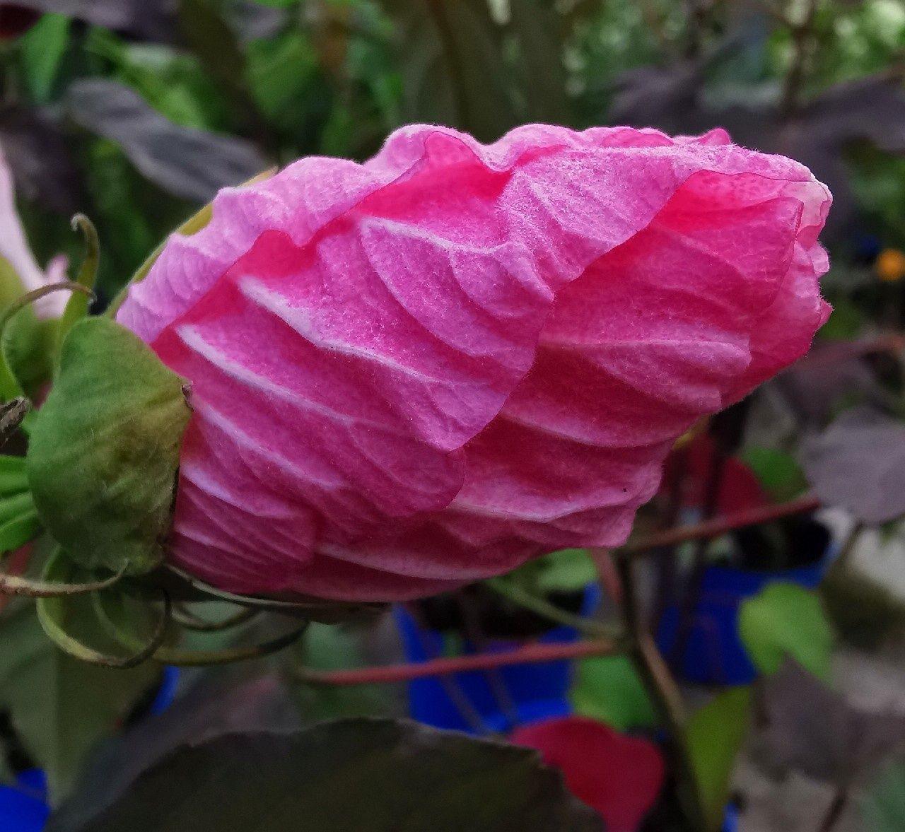 Hibiskus bagienny-bordowy liść- RÓŻOWY
