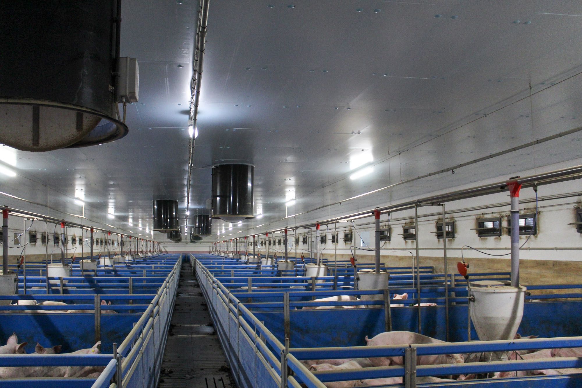 Podbitka Termoizolacyjna Do Obory Kurnika Tuczarni Styrodur XPS AGRO